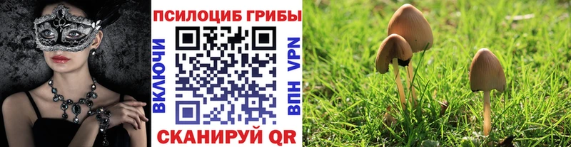 где можно купить   мориарти как зайти  Псилоцибиновые грибы мицелий  Лангепас 